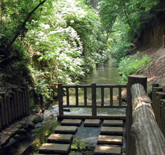 四季折々の自然の美しさを楽しめる玉川上水をご紹介します。