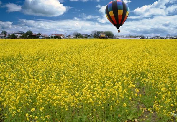 「東大久保菜の花フェスタ」