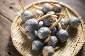 未来の芽を感じるくわい